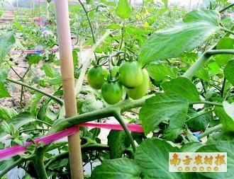 陵水今日吊瓜收购价格是多少
