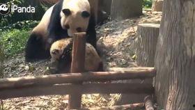 人类幼崽热门话题有哪些,盘点热门话题与成长瞬间