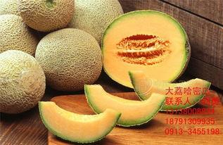 今日新疆哈密瓜批发价格,品质佳价优，瓜香四溢迎丰收”