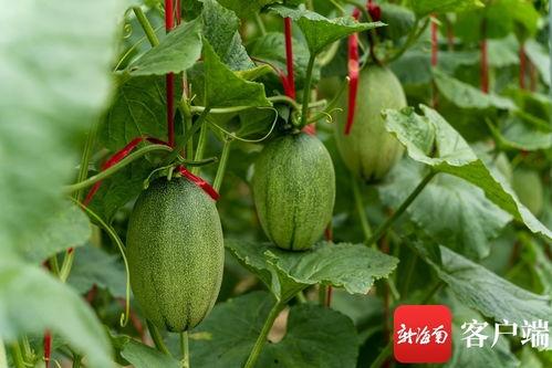 乐东佛罗哈密瓜今日报价,价格行情一览