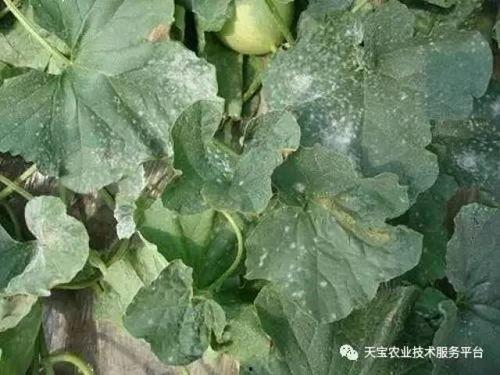 今日新鲜事西葫瓜菌病,探究原因与防治策略