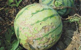 今日新鲜事西葫瓜菌病,探究原因与防治策略
