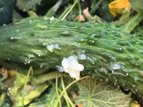 今日新鲜事西葫瓜菌病,探究原因与防治策略