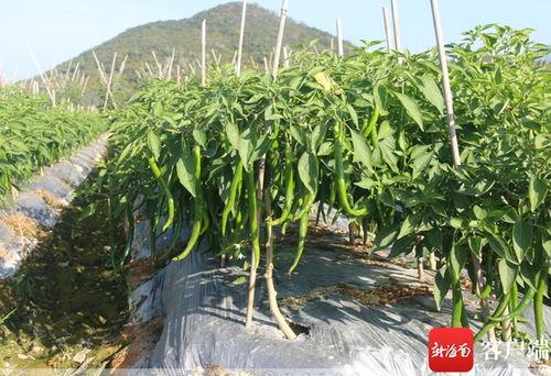 今日崖州收购瓜菜市场价格,价格波动，供需动态解析