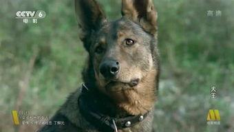犬王电影,忠诚守护，勇闯江湖