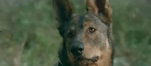 犬王电影,忠诚守护，勇闯江湖
