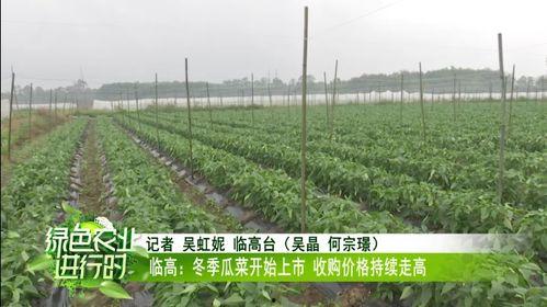 三亚今日瓜菜收购价格,新鲜行情一览