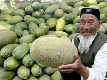 胡杨林哈密瓜今日报价,价格行情一览