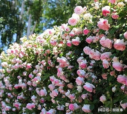 热门话题攀藤月季怎么养,打造美丽花墙的秘诀