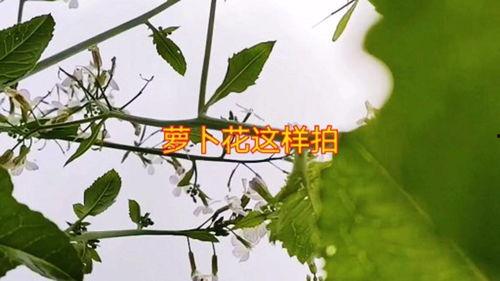 拍花视频热门话题有哪些,从自然之美到生活趣味