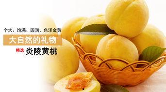 海沙哈密瓜多少钱一斤今日,行情一览