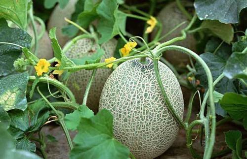 元谋三叶瓜今日收购价,市场行情一览