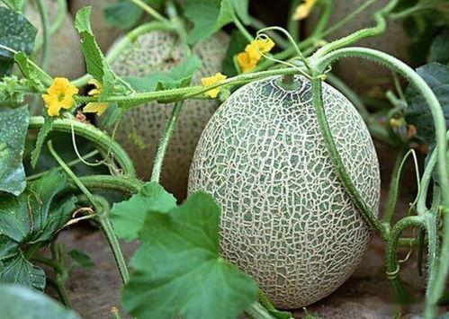 哈密瓜今日多少钱一斤,价格波动一览”