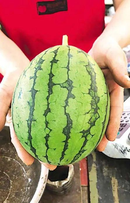 新疆硒砂瓜今日产地收购价格,丰硕收益背后的市场动态