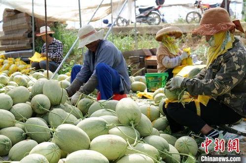 东方市哈密瓜今日报价