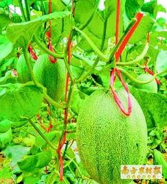 东方市哈密瓜今日报价