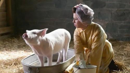 猪猪电影,萌宠喜剧的欢乐盛宴