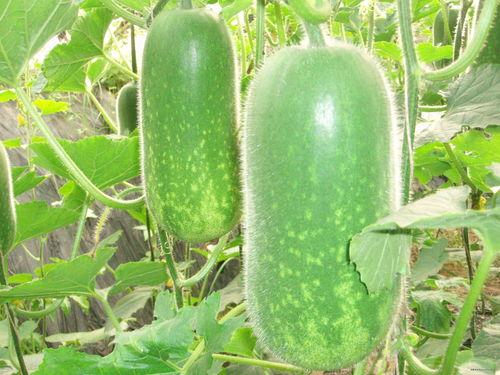 51cg今日热门大瓜莫莉秀,51cg今日热门大瓜揭秘