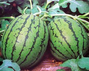 沙特瓜多少钱一斤今日行情,一斤价格揭晓