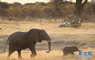 热门话题人与动物交配