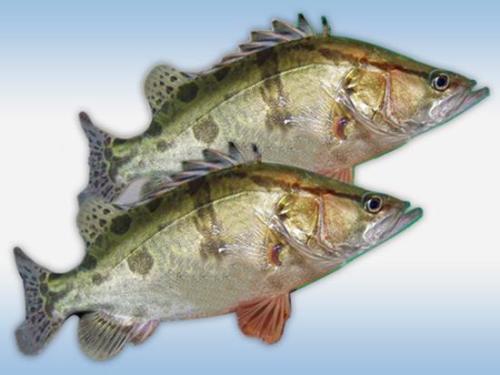 今日红瓜鱼多少钱一斤啊,一斤多少钱？