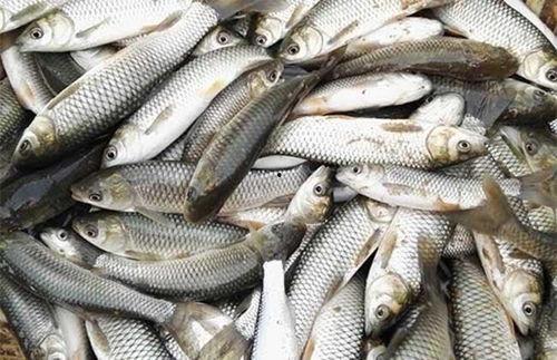 今日红瓜鱼多少钱一斤啊,一斤多少钱？