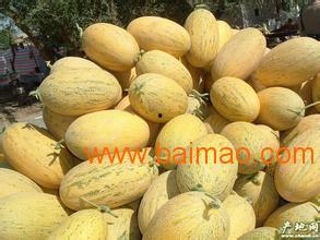 今日哈密瓜批发价格行情
