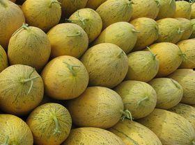 今日哈密瓜批发价格行情