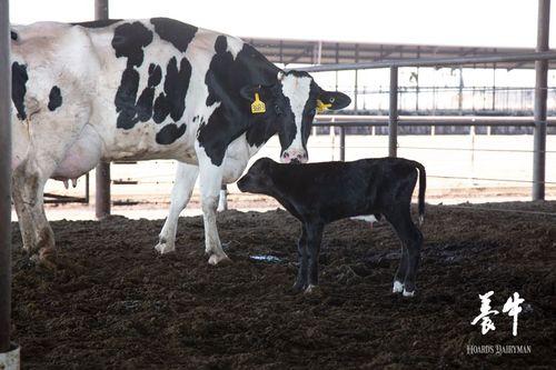 养牛直播热门话题是什么,揭秘热门话题背后的养殖新风尚