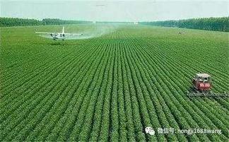 农村种菜的视频热门话题,农村种菜视频走红，揭秘绿色蔬菜种植新潮流