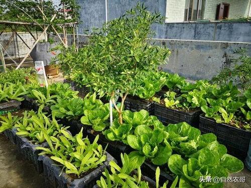 农村种菜的视频热门话题,农村种菜视频走红，揭秘绿色蔬菜种植新潮流